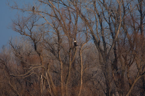 bald eagle