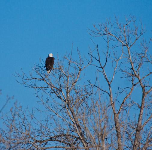 bald eagle