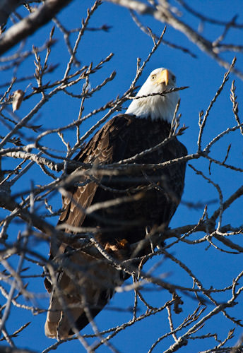 bald eagle