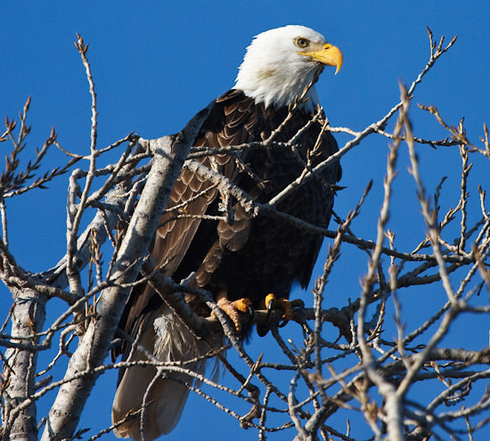 bald eagle