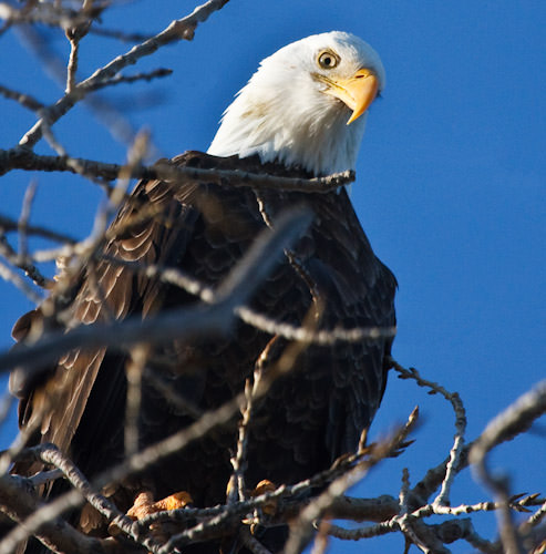 bald eagle