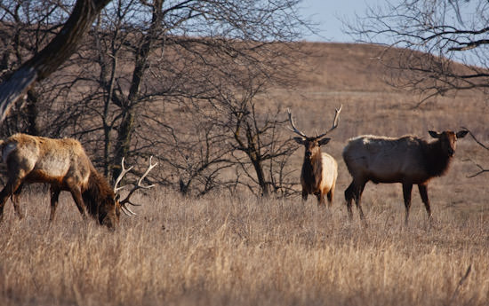 bull elk at Maxwell