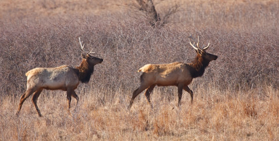 bull elk at Maxwell