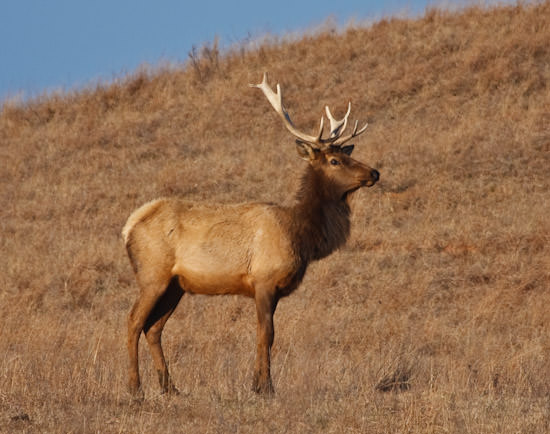 bull elk at Maxwell