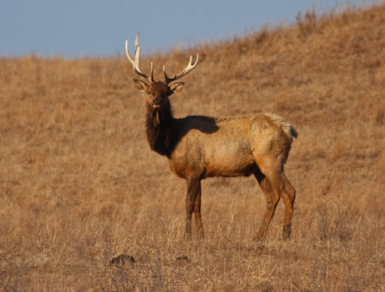 bull elk at Maxwell