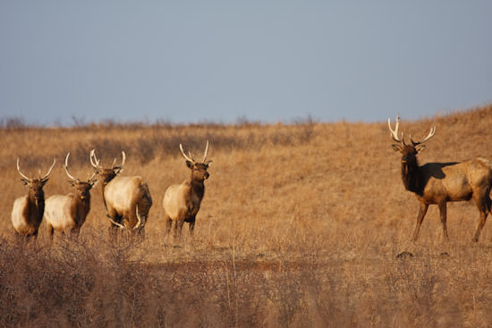 bull elk at Maxwell