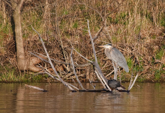 blue heron at Maxwell