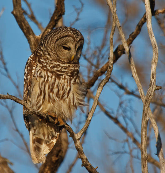 barred owl at Maxwell