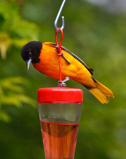 oriole