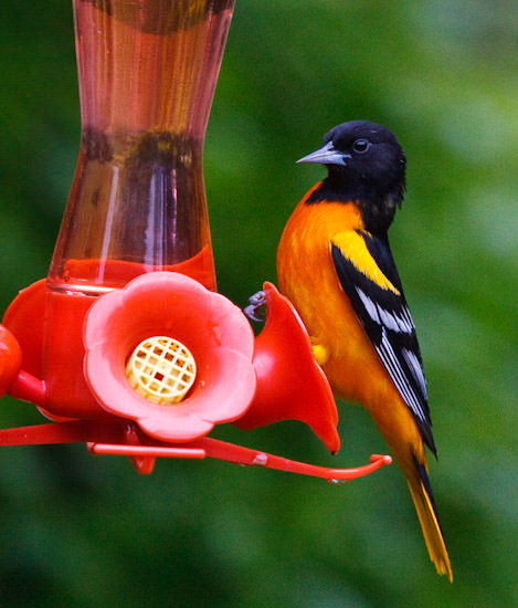 oriole