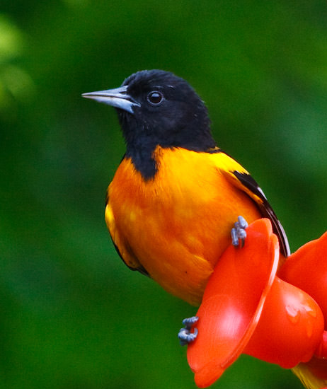 oriole