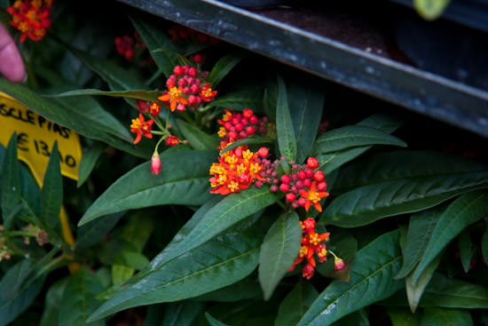 Paris flowers