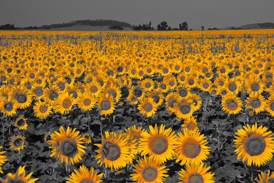 sunflowers