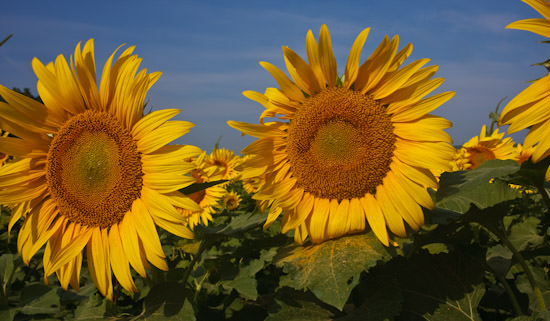 sunflowers