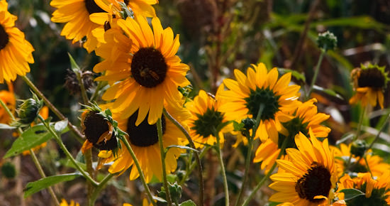 sunflowers