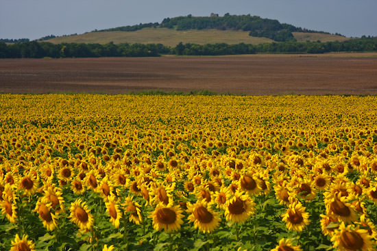 sunflowers