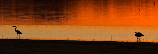 shorebirds at sunset