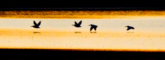 shorebirds at sunset