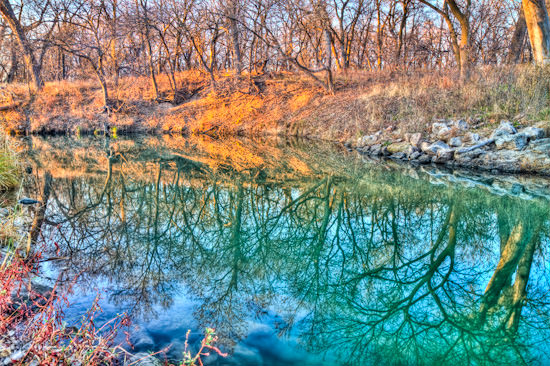 reflected tree