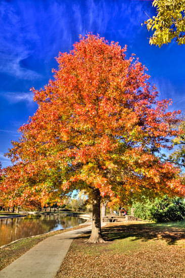 HDR fall colors