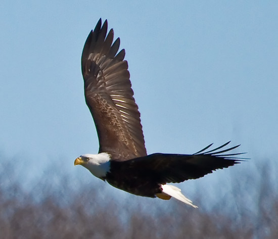 bald eagle in flight