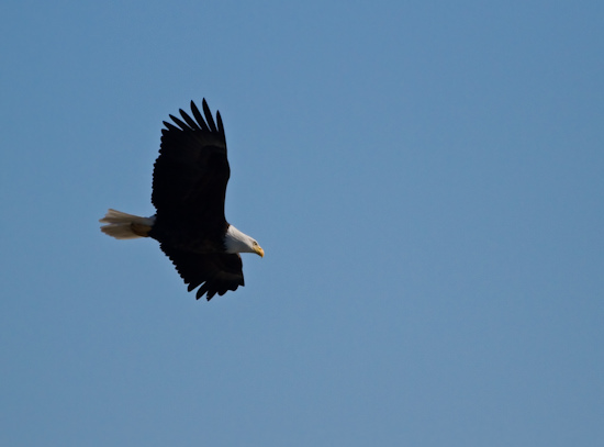 bald eagle in flight