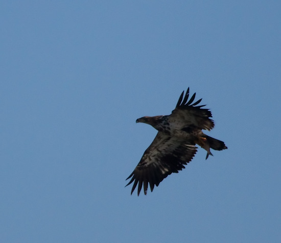 bald eagle in flight