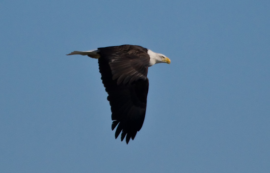 bald eagle in flight