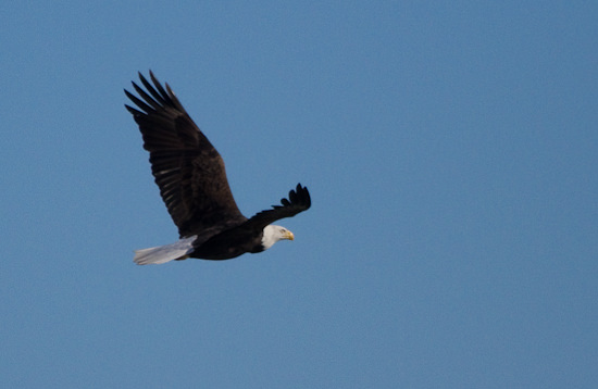 bald eagle in flight