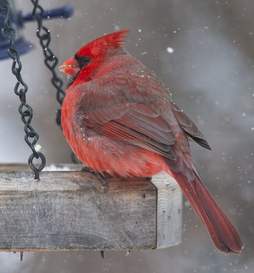 cardinal