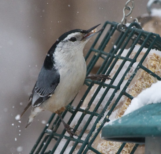 nuthatch