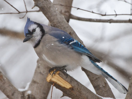 blue jay