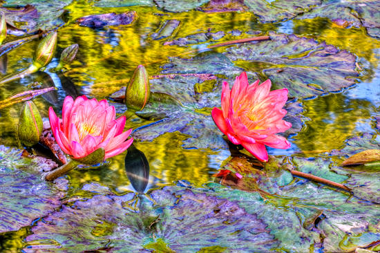 water lily, HDR