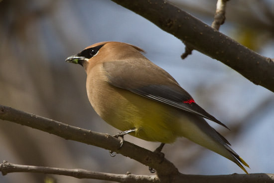 Cedar Waxwing