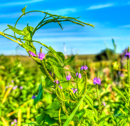 Summer 2010 (HDR)