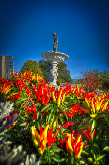 Colorful Peppers in Salina