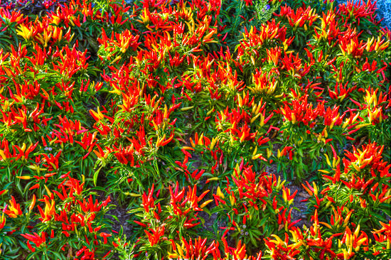 Colorful Peppers in Salina