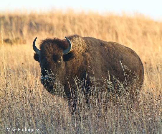 Maxwell Dec 2010: bison