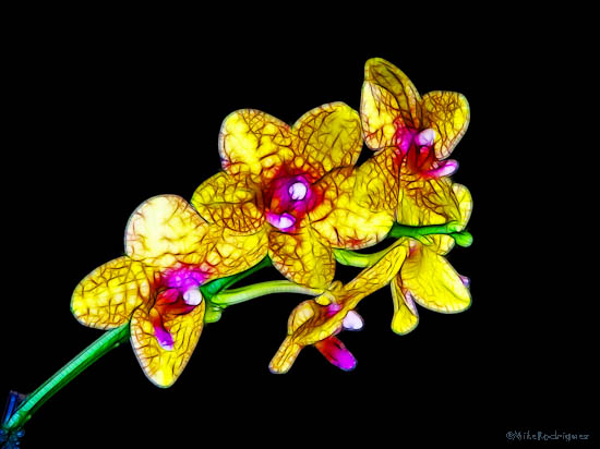 Fractalius Flowers March 2011