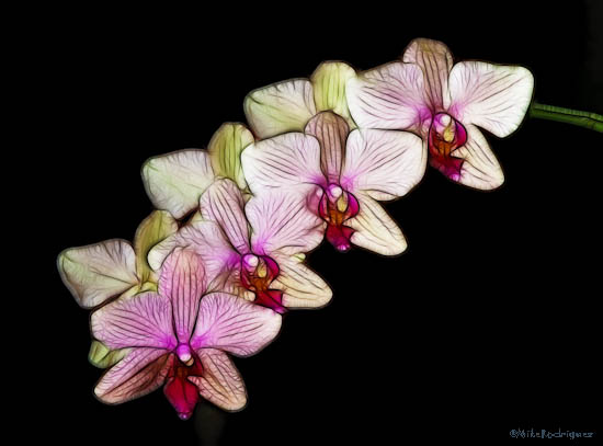 Fractalius Flowers March 2011