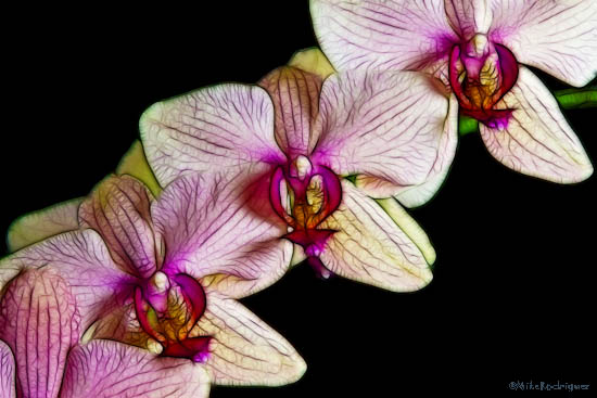 Fractalius Flowers March 2011