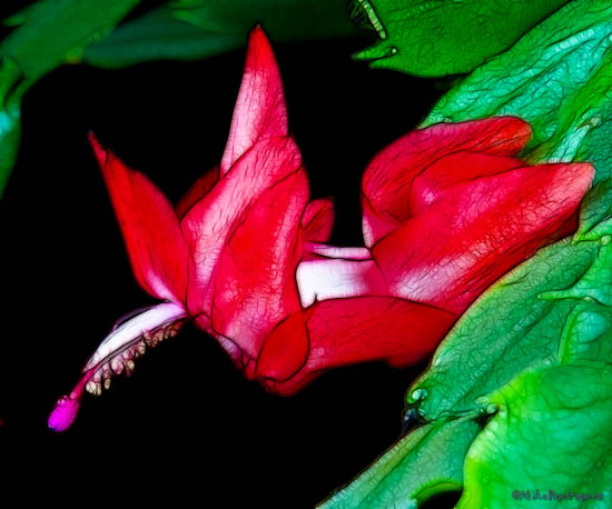 Fractalius Flowers March 2011