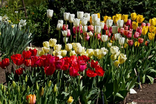 Spring Flowers, Gamble Center