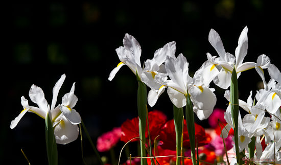 Spring Flowers, Gamble Center