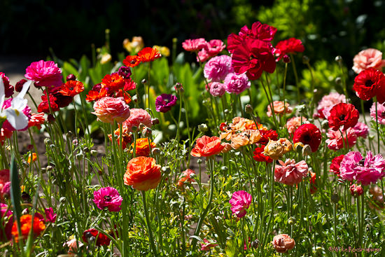 Spring Flowers, Gamble Center