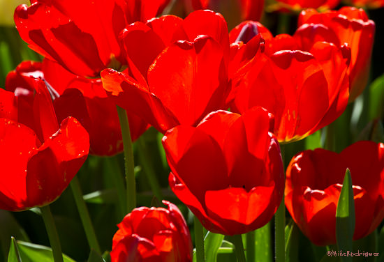 Spring Flowers, Gamble Center