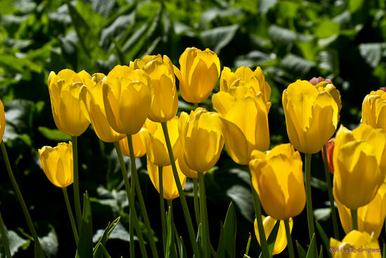 Spring Flowers, Gamble Center