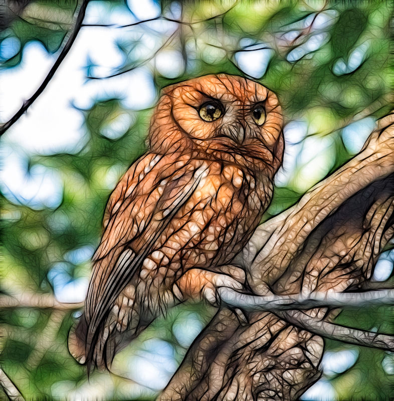 screech owl