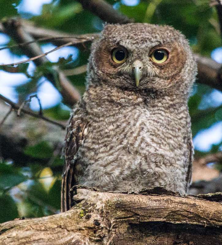 screech owl