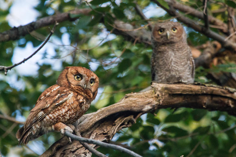 screech owl